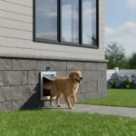 Smart Pet Doors 2026: Ultimate Security & Convenience for US Homes Modern smart pet door with golden retriever, integrated into a suburban U.S. home exterior.