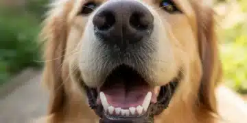 Close-up of a happy dog with healthy white teeth, emphasizing good canine dental health.